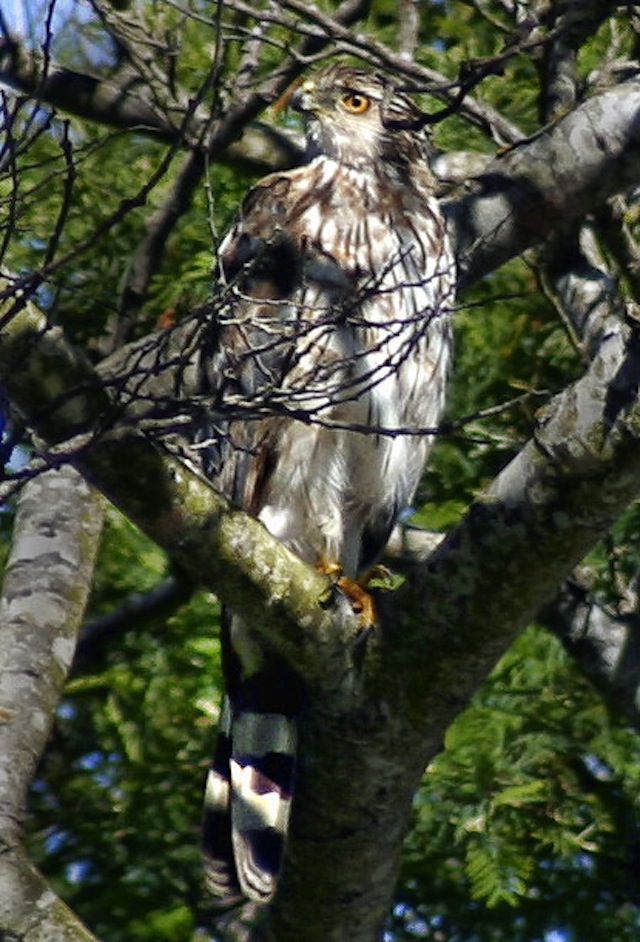 Hawk_1366