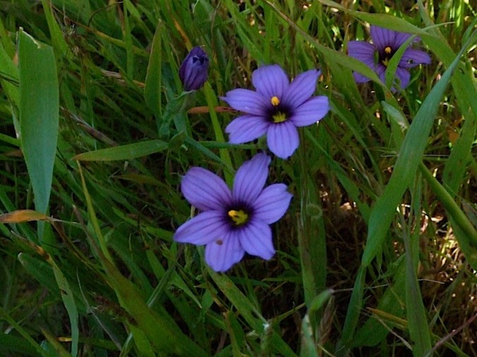 blueEyedGrass