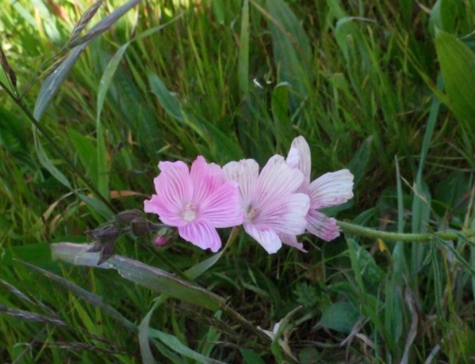 checkerbloom