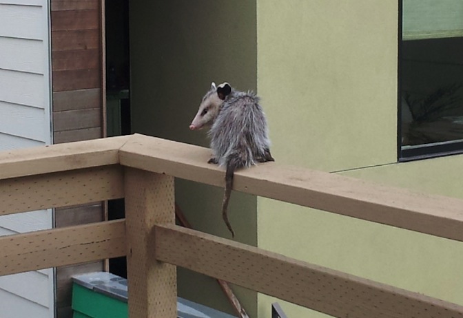 Treatpossum