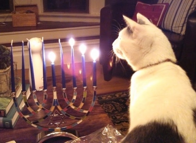 Bernal.HanukkahCat