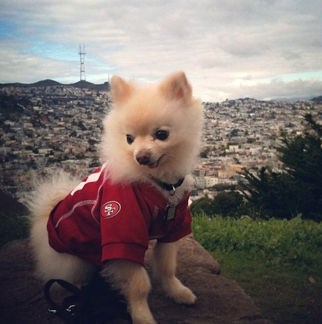 NinersDoggie