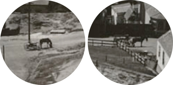1907-bernal-horses