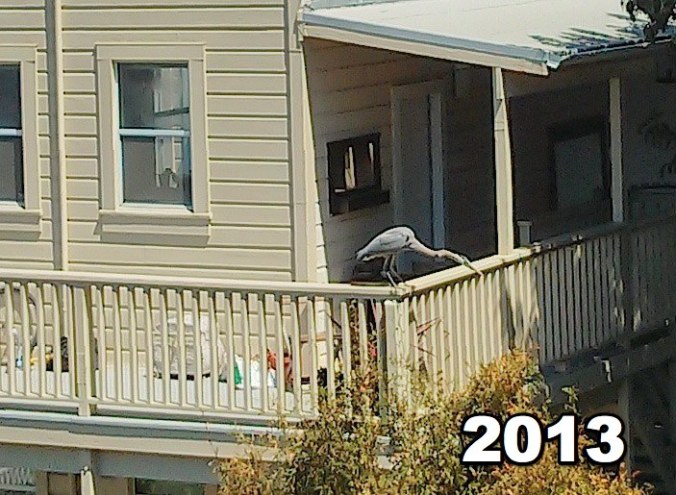 waterfowl2013.detailBSC