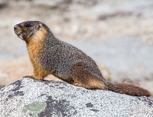 marmot