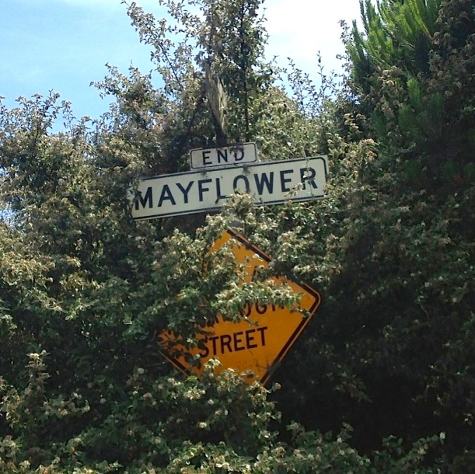 mayflower