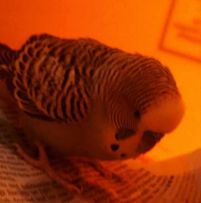 IMG_20131204_082354_758