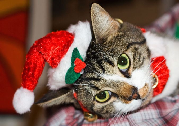 1280px-Christmas_cat