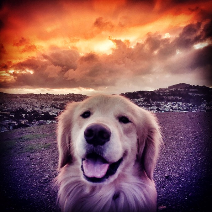 doggiesunset