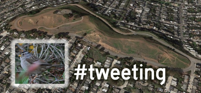 BernalHilltweeting