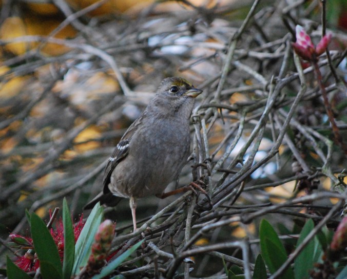 Golden Crowned Sparrow