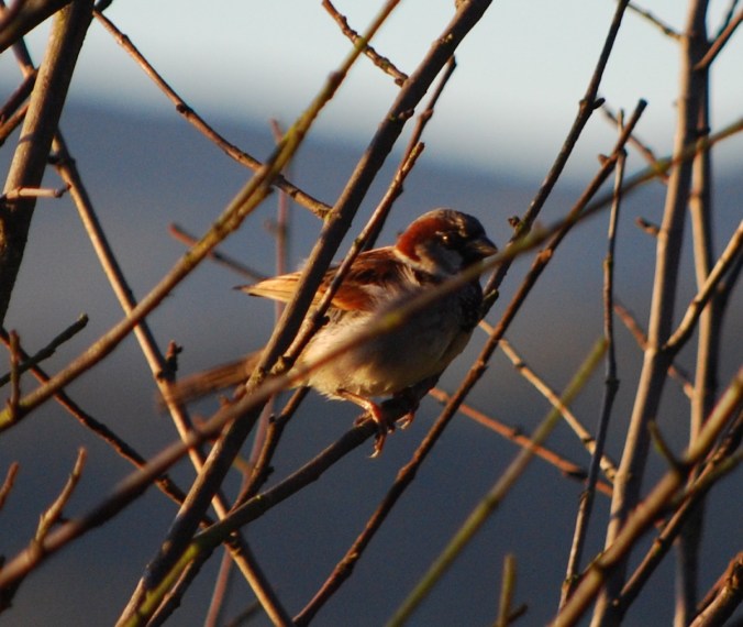 House Sparrow