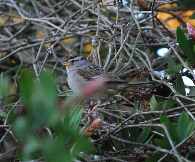 White Crowned Sparrow