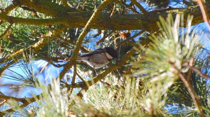 ChestnutBackedChickadee