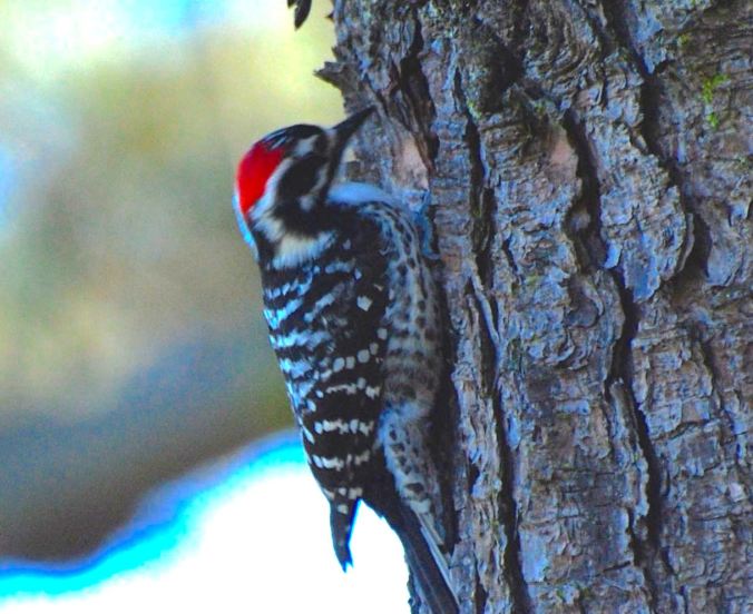 NuttallWoodpecker