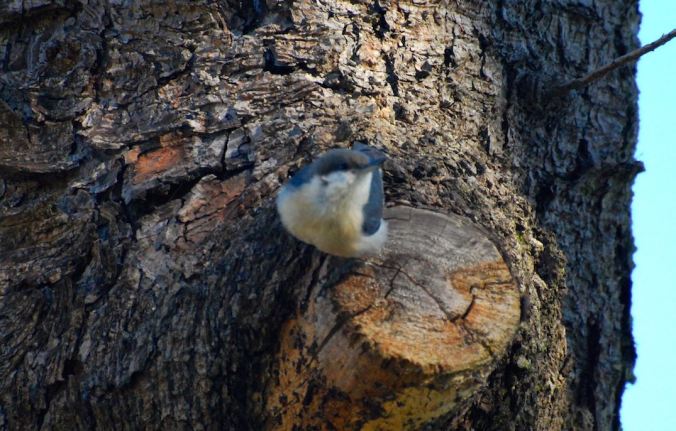 PygmyNuthatch