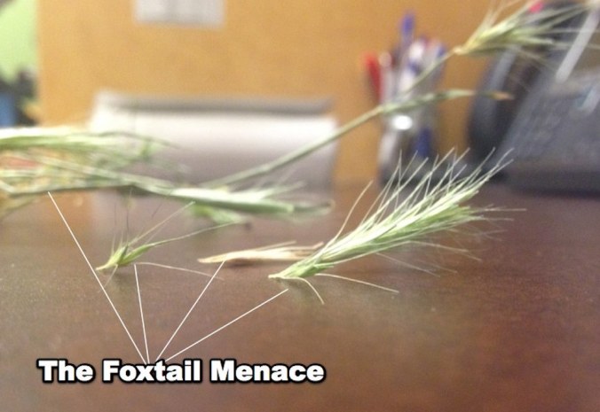foxtail2e