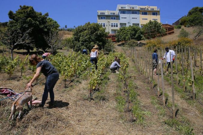 bernalvineyard