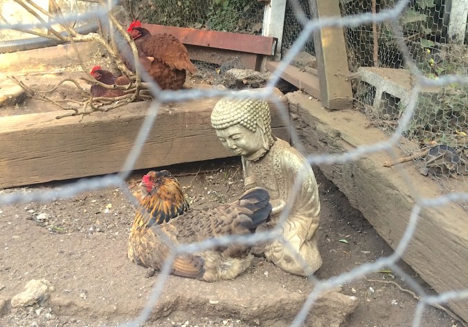 buddhachickens