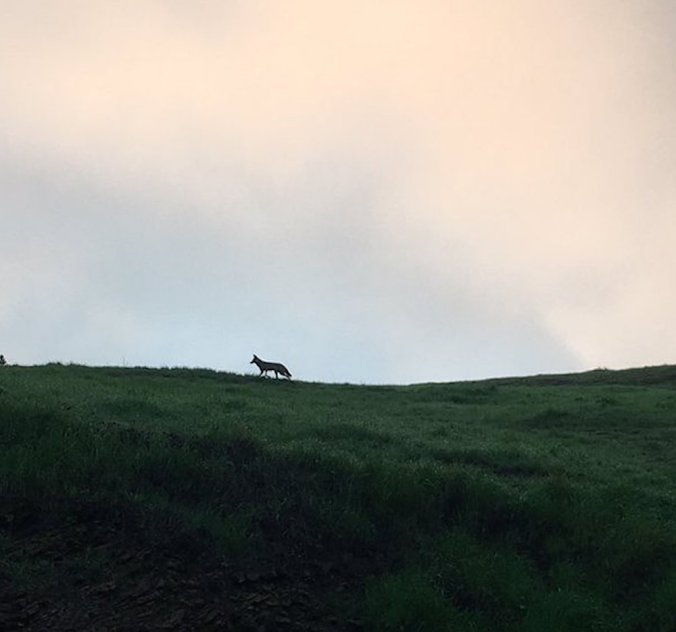 Coyote.bernal