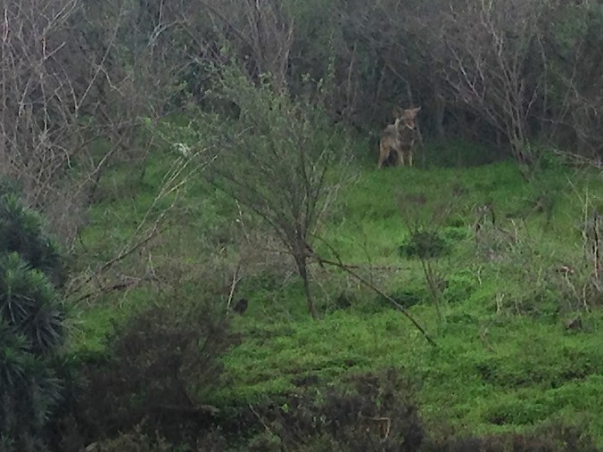 coyote_4
