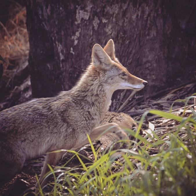 valli2.coyote