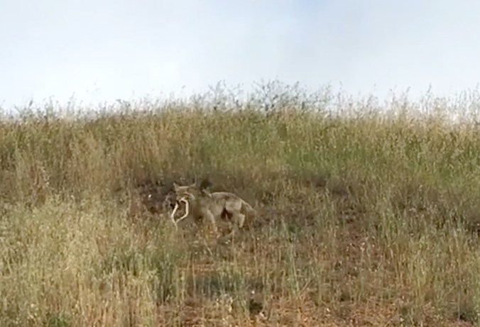 coyotevsnakebernal