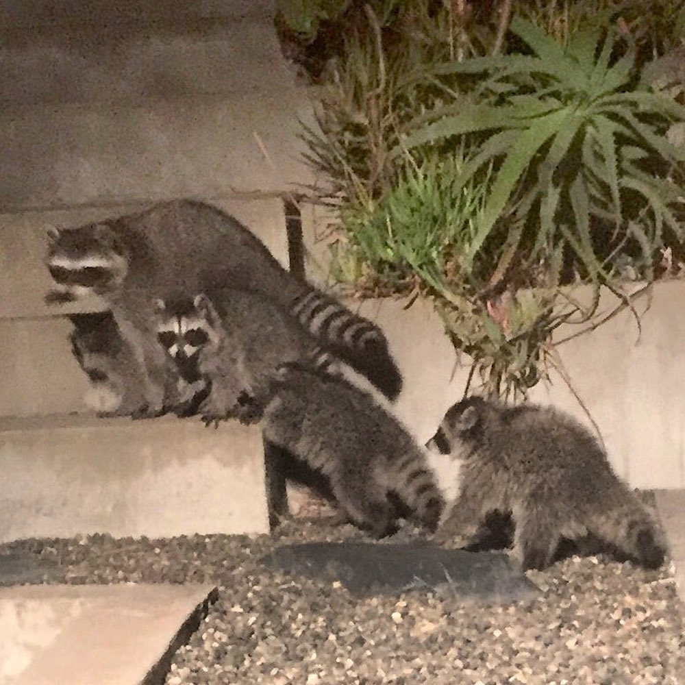 Raccoon Family Conducts Home Invasion Training Exercise at Bernal
