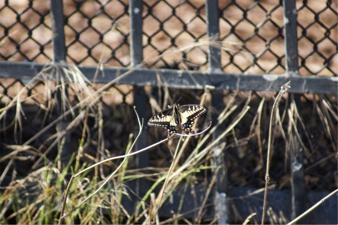 anise_swallowtail_butterfly_bernal_hill_sep24_2016