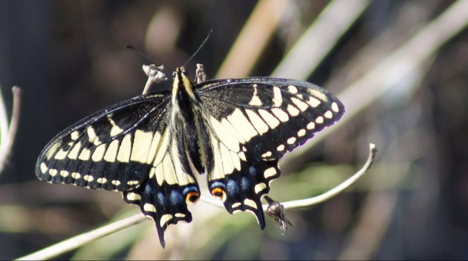 anise_swallowtail_butterfly_closeup_bernal_hill_sep24_2016