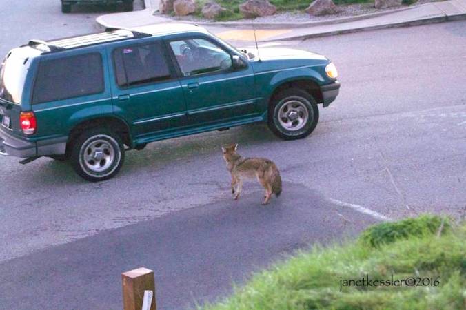 coyote-drivethru