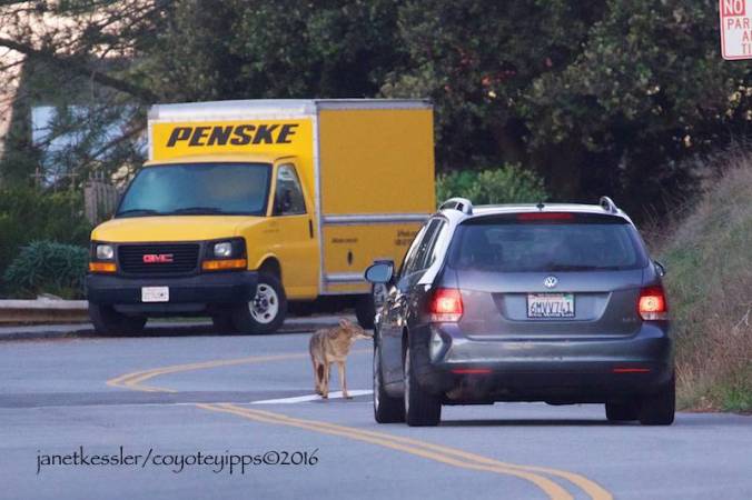 kessler-coyotecar
