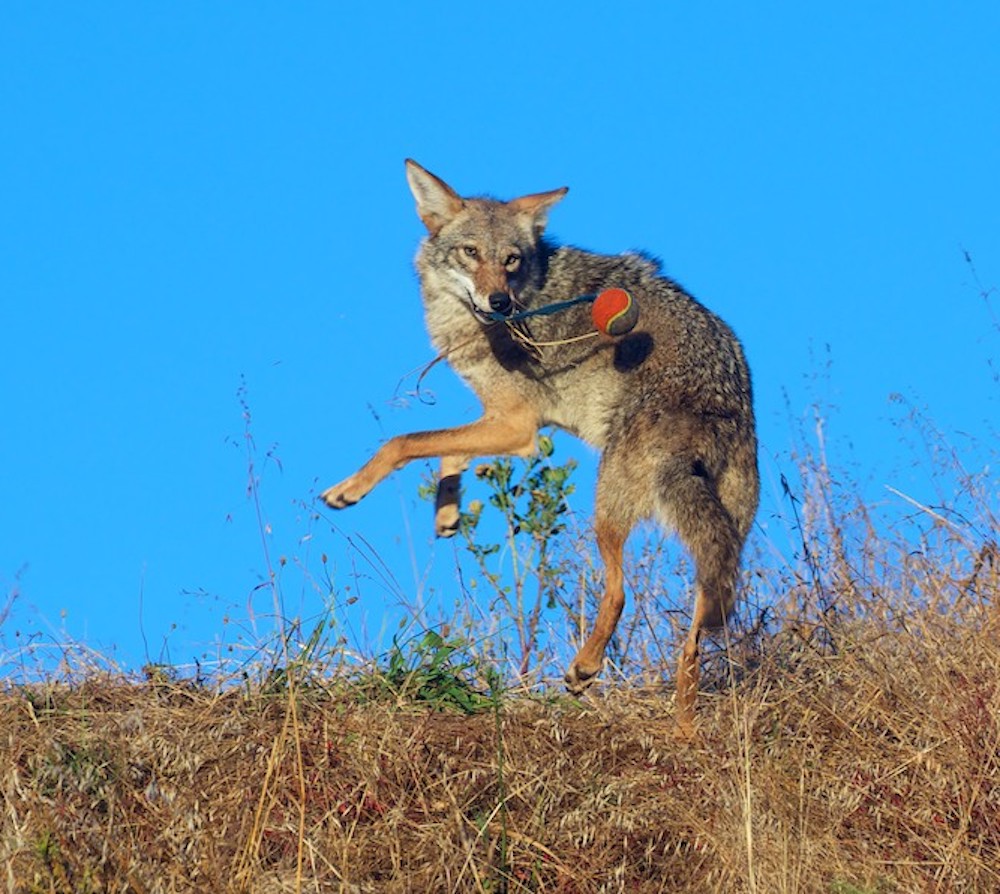 Is Another Coyote Now Visiting Bernal Heights? | Bernalwood